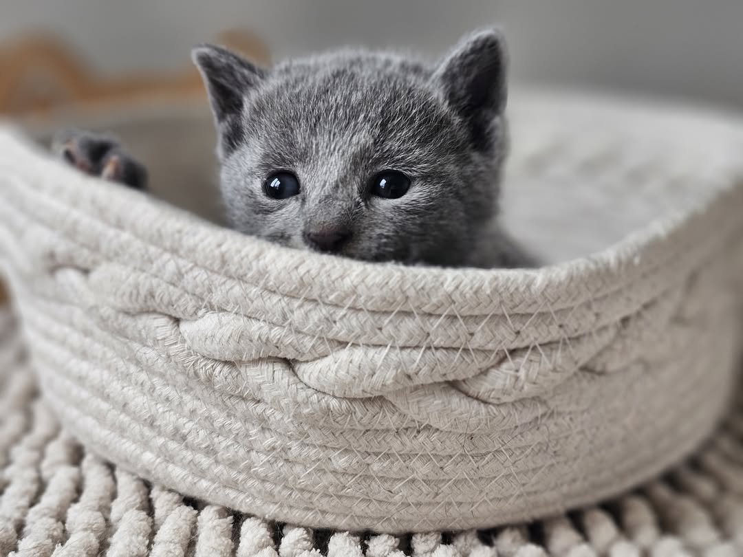 Russian Blue Baby Kittens California - Tiny Russian Blue Kittens - Healthy Kittens - Ethical Breeding